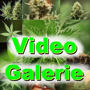 Video Galerie