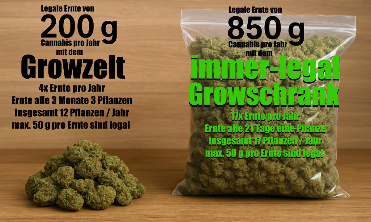 Erntemenge Growzelt vs immer-legal Growschrank